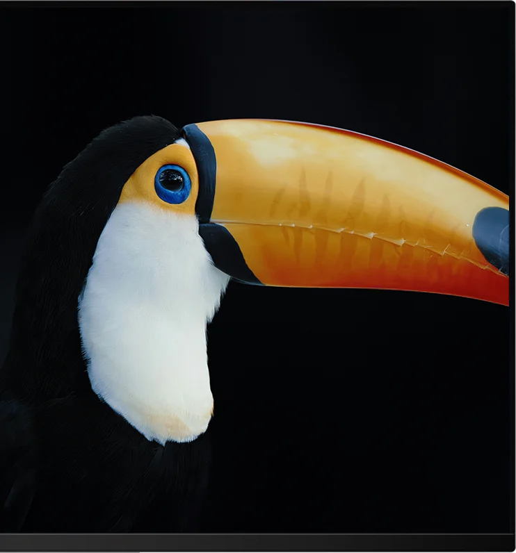 HDR image of a toucan on a black background on the Kuycon Q32S, showing per-pixel contrast